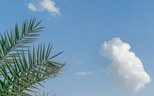 Preview wallpaper palm, branches, sky, clouds, tropics