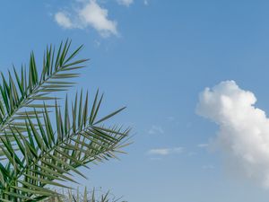 Preview wallpaper palm, branches, sky, clouds, tropics