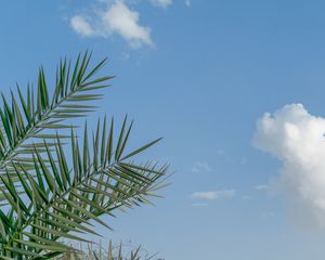 Preview wallpaper palm, branches, sky, clouds, tropics