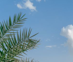 Preview wallpaper palm, branches, sky, clouds, tropics