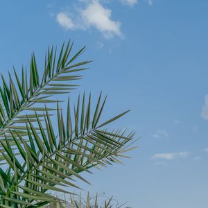 Preview wallpaper palm, branches, sky, clouds, tropics