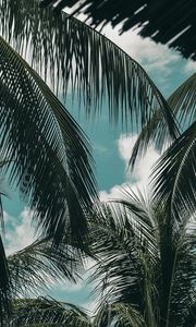 Preview wallpaper palm, branches, sky, clouds, green, tropics