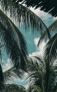 Preview wallpaper palm, branches, sky, clouds, green, tropics