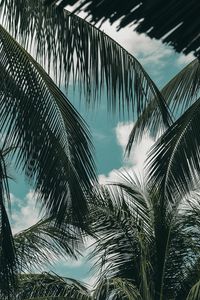 Preview wallpaper palm, branches, sky, clouds, green, tropics