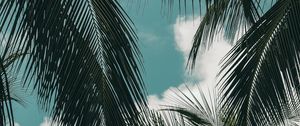 Preview wallpaper palm, branches, sky, clouds, green, tropics