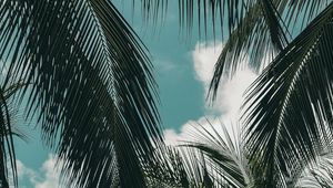 Preview wallpaper palm, branches, sky, clouds, green, tropics