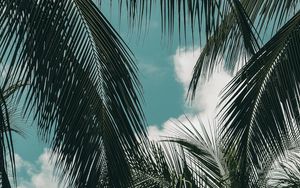 Preview wallpaper palm, branches, sky, clouds, green, tropics