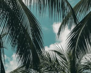 Preview wallpaper palm, branches, sky, clouds, green, tropics