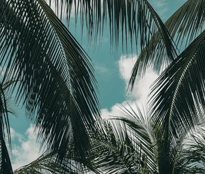 Preview wallpaper palm, branches, sky, clouds, green, tropics