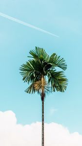 Preview wallpaper palm, branches, sky, tree