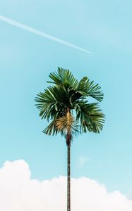 Preview wallpaper palm, branches, sky, tree