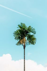 Preview wallpaper palm, branches, sky, tree