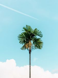 Preview wallpaper palm, branches, sky, tree