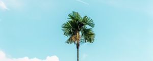 Preview wallpaper palm, branches, sky, tree