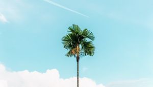 Preview wallpaper palm, branches, sky, tree