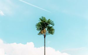 Preview wallpaper palm, branches, sky, tree