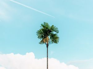 Preview wallpaper palm, branches, sky, tree
