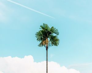 Preview wallpaper palm, branches, sky, tree