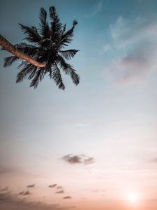 Preview wallpaper palm, branches, sky, dusk