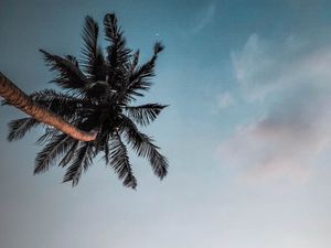 Preview wallpaper palm, branches, sky, dusk