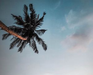 Preview wallpaper palm, branches, sky, dusk