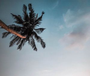 Preview wallpaper palm, branches, sky, dusk