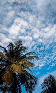 Preview wallpaper palm, branches, sky, tropical