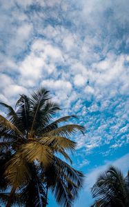 Preview wallpaper palm, branches, sky, tropical