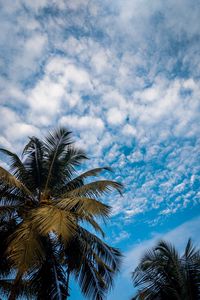 Preview wallpaper palm, branches, sky, tropical