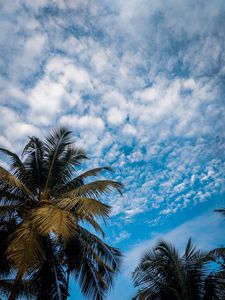 Preview wallpaper palm, branches, sky, tropical