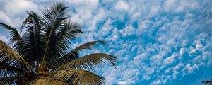 Preview wallpaper palm, branches, sky, tropical