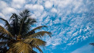 Preview wallpaper palm, branches, sky, tropical