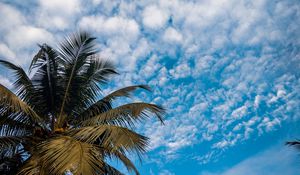 Preview wallpaper palm, branches, sky, tropical