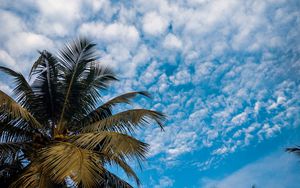 Preview wallpaper palm, branches, sky, tropical