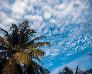 Preview wallpaper palm, branches, sky, tropical