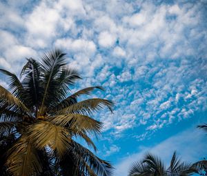 Preview wallpaper palm, branches, sky, tropical