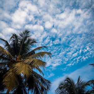 Preview wallpaper palm, branches, sky, tropical