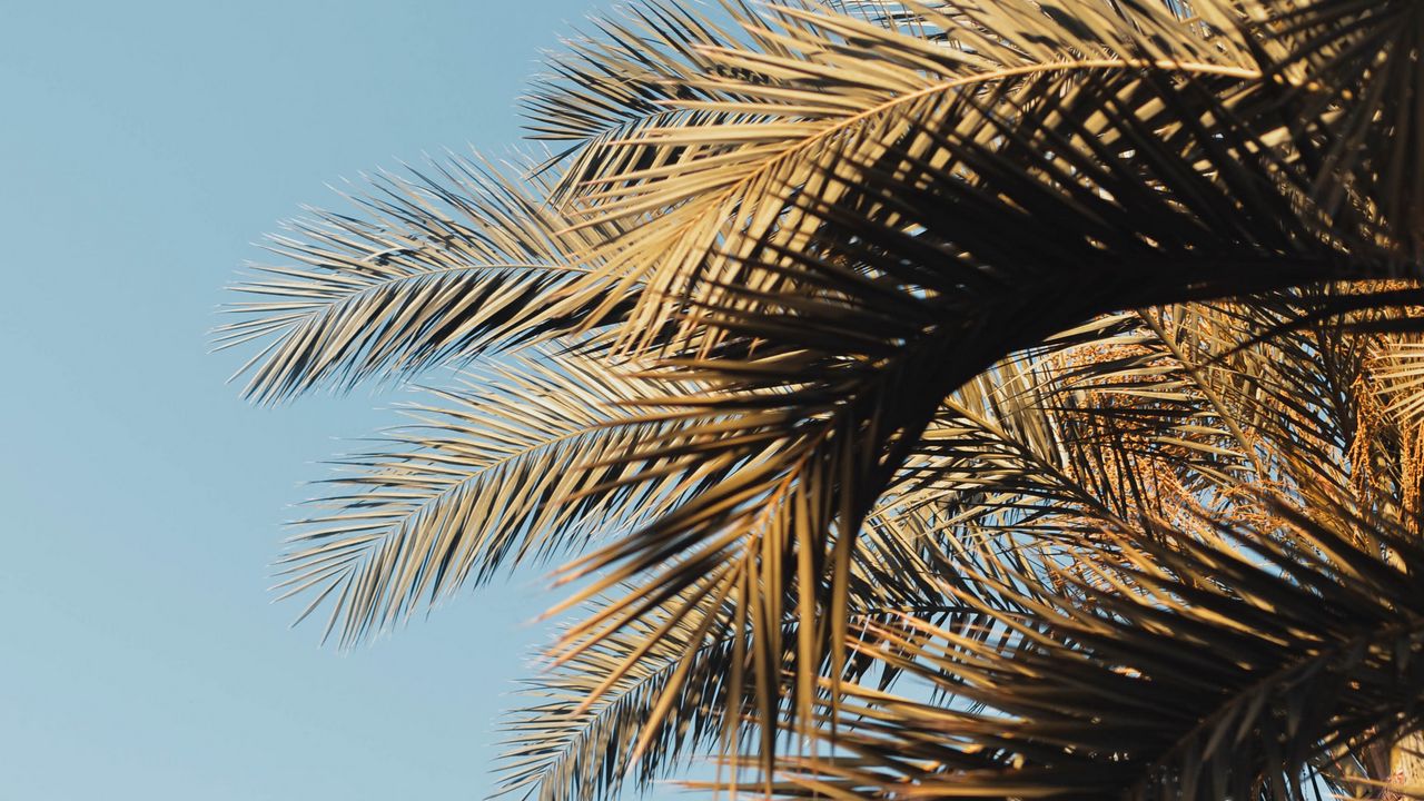Wallpaper palm, branches, sky, leaves hd, picture, image