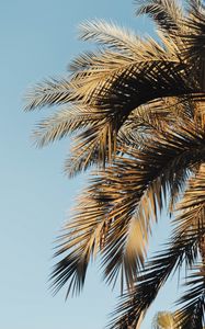 Preview wallpaper palm, branches, sky, leaves