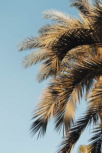 Preview wallpaper palm, branches, sky, leaves