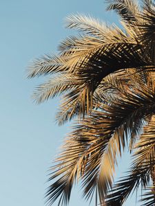 Preview wallpaper palm, branches, sky, leaves