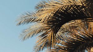 Preview wallpaper palm, branches, sky, leaves