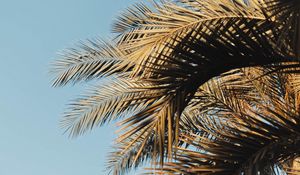 Preview wallpaper palm, branches, sky, leaves