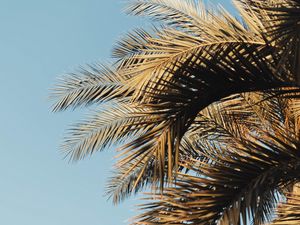 Preview wallpaper palm, branches, sky, leaves