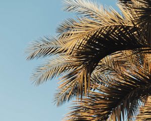 Preview wallpaper palm, branches, sky, leaves