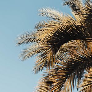 Preview wallpaper palm, branches, sky, leaves