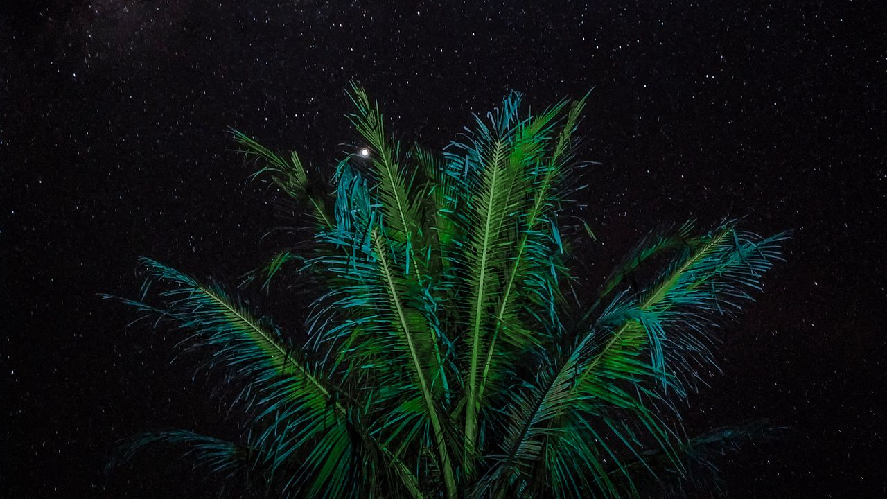 Wallpaper palm, branches, stars, starry sky, night