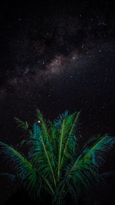 Preview wallpaper palm, branches, stars, starry sky, night