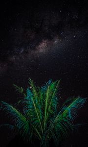 Preview wallpaper palm, branches, stars, starry sky, night