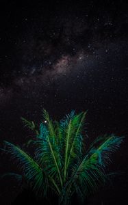 Preview wallpaper palm, branches, stars, starry sky, night